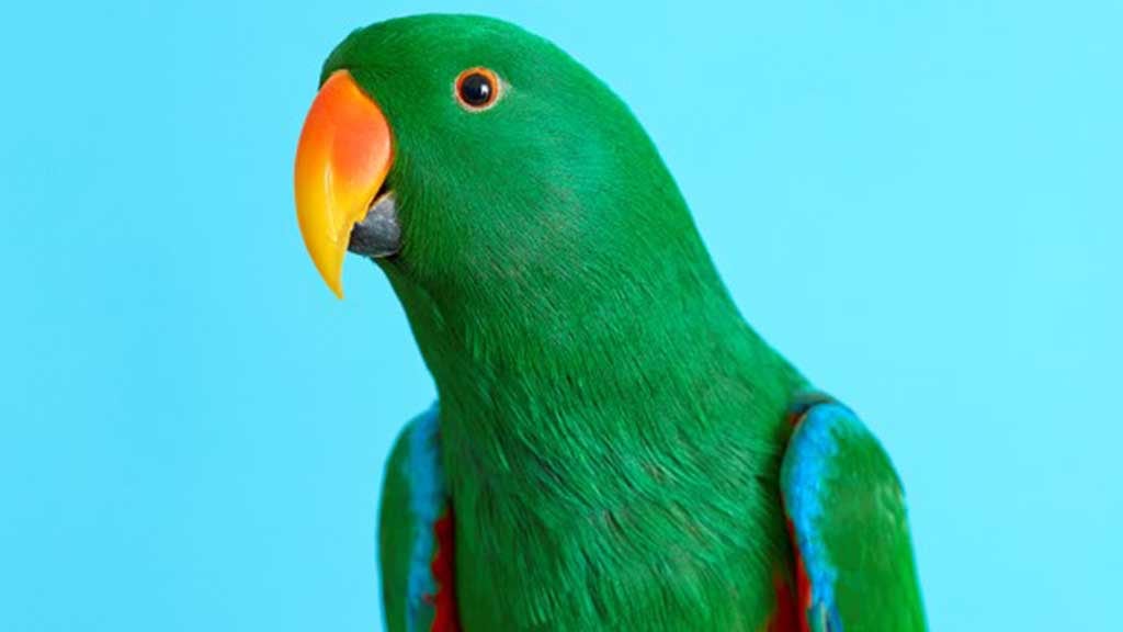 Loro
