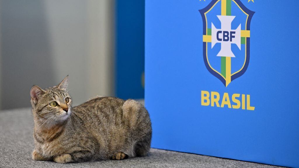 A cat that climbed onto the conference table looks on as Brazil's forward #20 Vinicius Junior continues with the press conference at the Al Arabi SC Stadium in Doha on December 7, 2022, during the Qatar 2022 World Cup football tournament. - Brazil and Croatia will meet in one of the Qatar 2022 World Cup quarter-finals on December 9. (Photo by NELSON ALMEIDA / AFP) (Photo by NELSON ALMEIDA/AFP via Getty Images)
