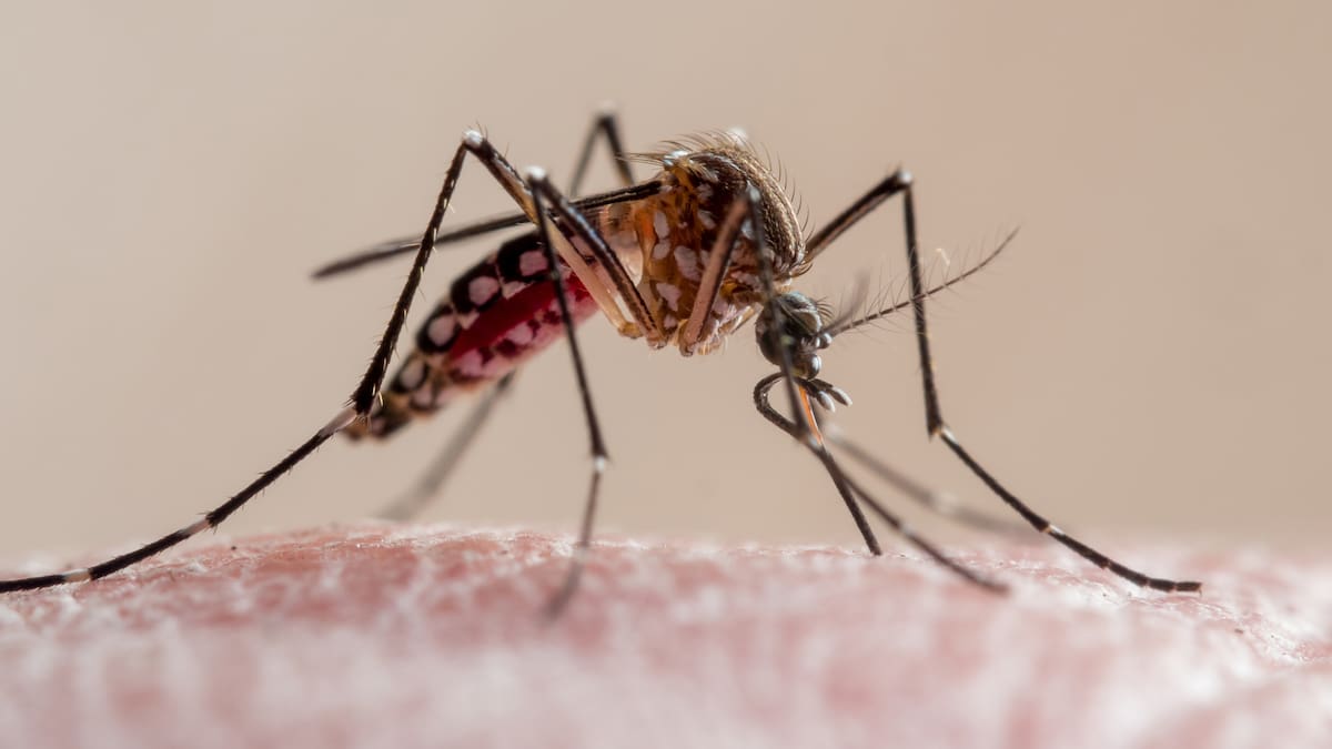 Dengue en Isla de Pascua enciende alertas: confirman 18 casos y mantienen Alerta Amarilla activa