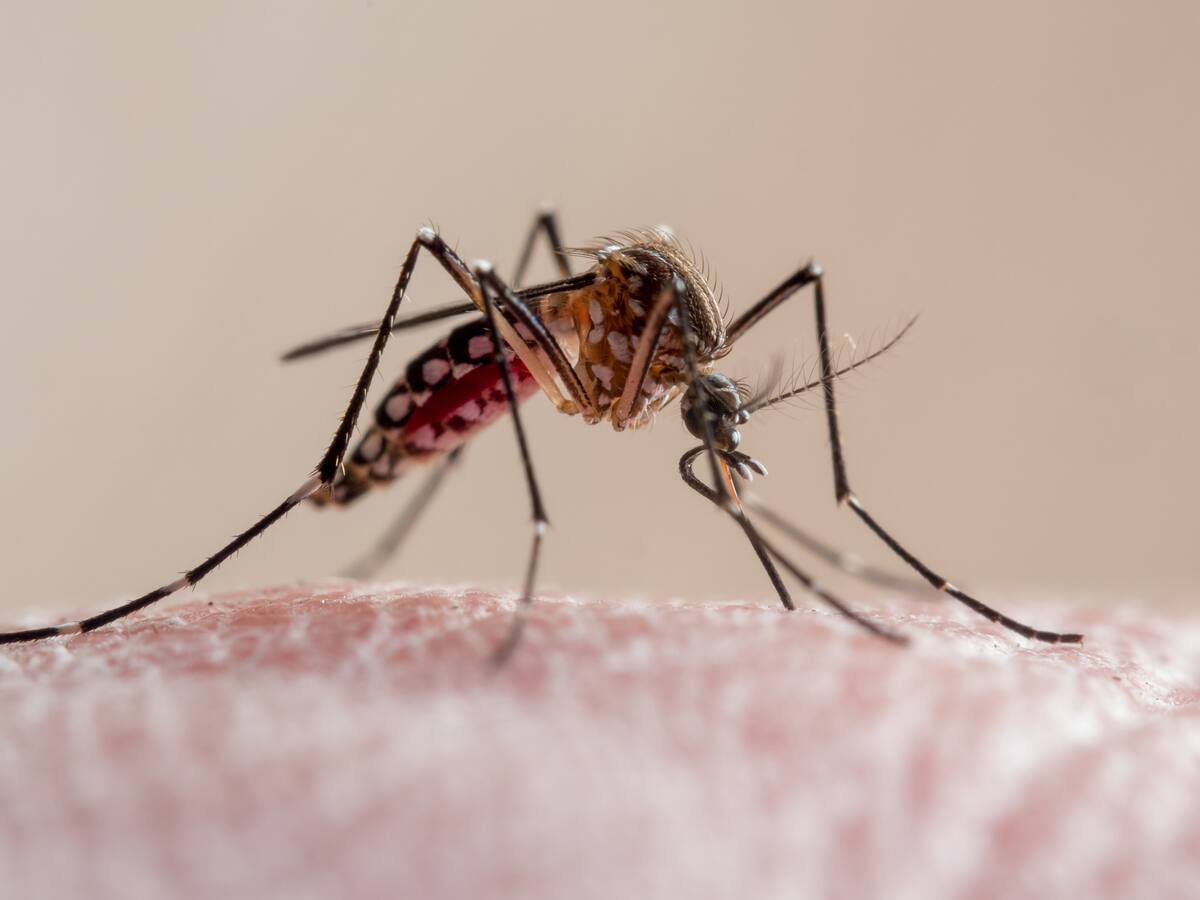 Dengue en Isla de Pascua enciende alertas: confirman 18 casos y mantienen Alerta Amarilla activa