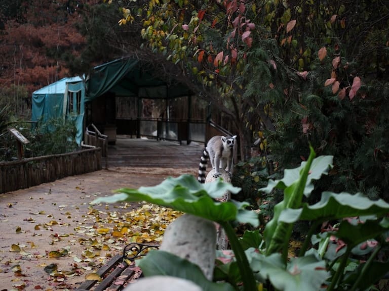 Buin Zoo busca «padrinos a medida» para mantener a sus animales: «No estábamos preparados para estar cerrados cinco meses»