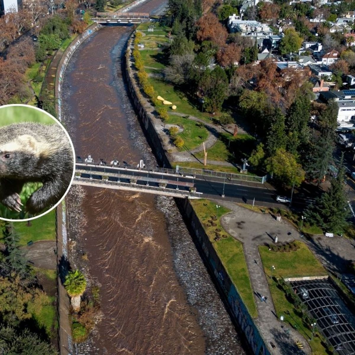 “Hurón chileno” sorprende en Vitacura: qué se sabe del peculiar animal avistado junto al río Mapocho