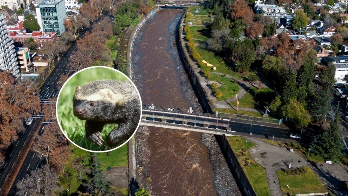 “Hurón chileno” sorprende en Vitacura: qué se sabe del peculiar animal avistado junto al río Mapocho