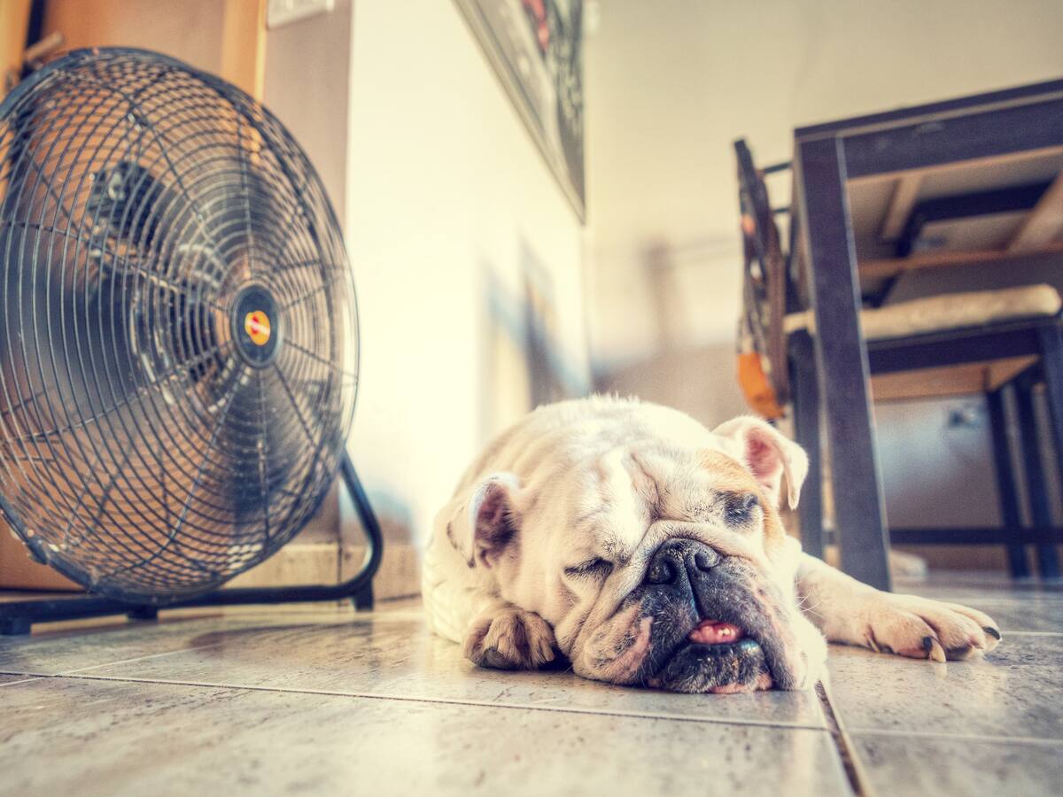 ¿Qué hacer si a mi mascota le da un golpe de calor?