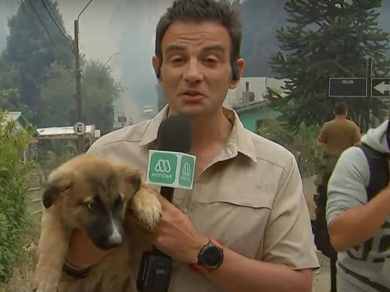 «Estaba solito ahí»: Gonzalo Ramírez rescató a un perrito abandonado durante los incendios en Tomé
