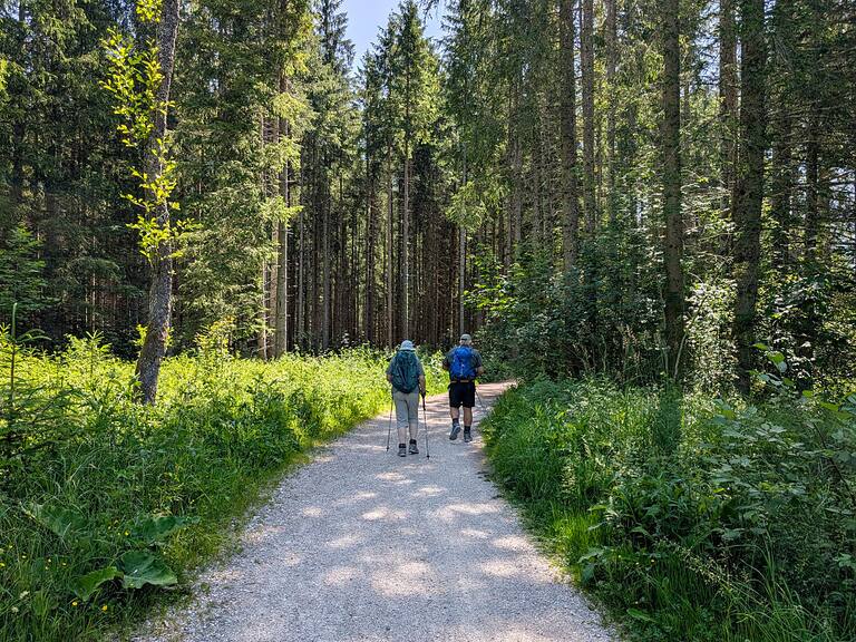 Sendero, bosque, caminata