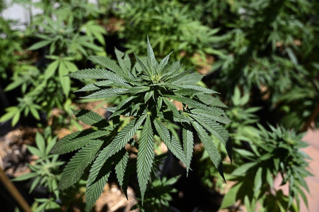 El cultivo de plantas de cannabis en Buenos Aires