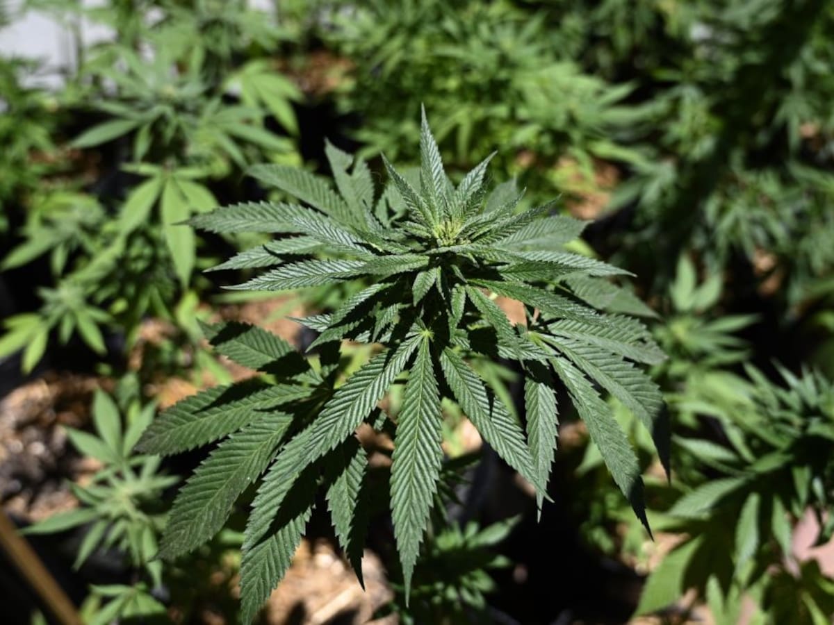 Argentina abrió el registro de las semillas de cannabis para el uso medicinal