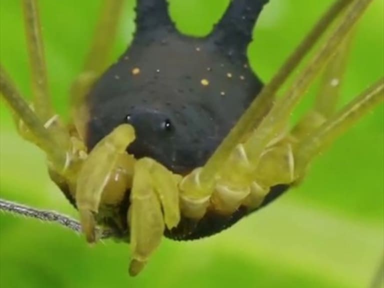 Fotografían a una especie de arácnido con cabeza de conejo y cara de perro
