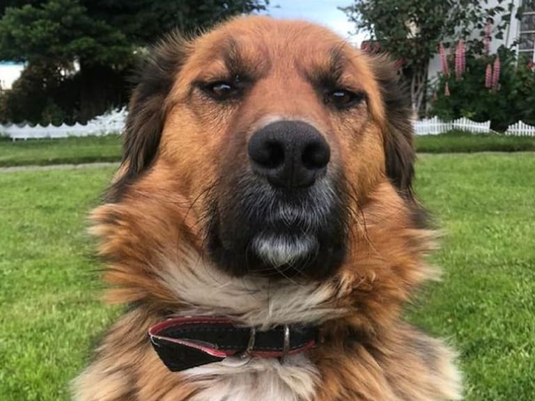 «Primer perro de la República de Chile»: Brownie llegó a las redes sociales de la mano de Gabriel Boric
