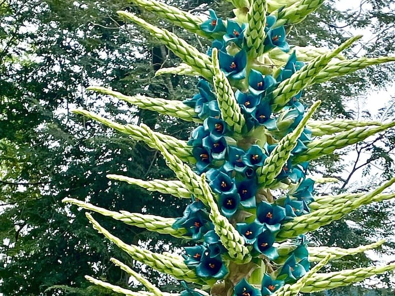 Puya alpestris: Inusual planta autóctona floreció en la Universidad de Concepción tras cuatro años