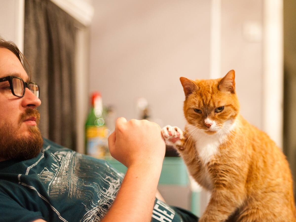 ¿Tu gato te ignora? La ciencia descubre que la clave para ganarse su confianza está en tu mirada