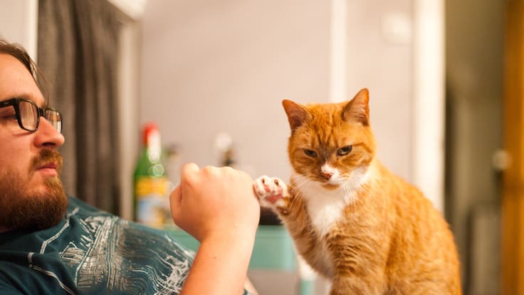 ¿Tu gato te ignora? La ciencia descubre que la clave para ganarse su confianza está en tu mirada