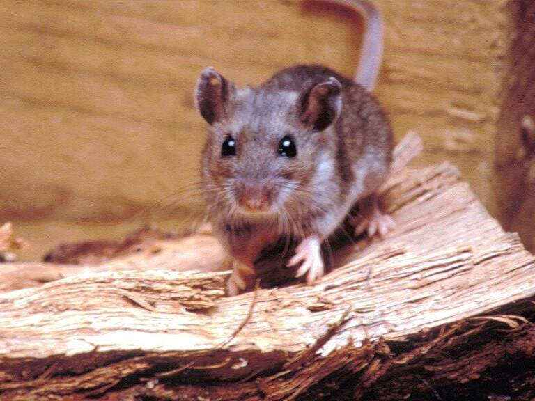 Confirman tercer caso de virus hanta en Los Lagos: joven trabajador murió tras contagiarse al quemar residuos