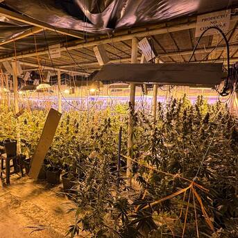 Ciudadanos chinos son descubiertos con sofisticada red de cultivo de marihuana en Quinta de Tilcoco: tenían casi cinco mil plantas