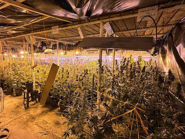 Ciudadanos chinos son descubiertos con sofisticada red de cultivo de marihuana en Quinta de Tilcoco: tenían casi cinco mil plantas