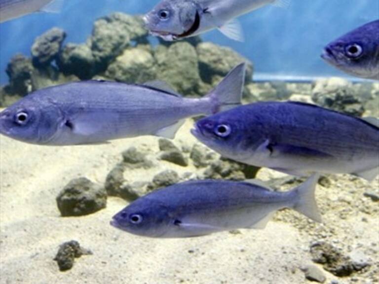 Valparaíso inauguró primer acuario interactivo del país
