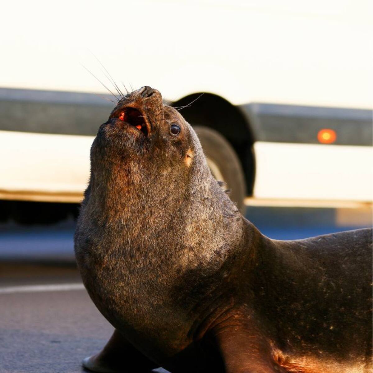 “Se pudo contener la hemorragia”: turista coreano es mordido por lobo marino en feria fluvial de Valdivia