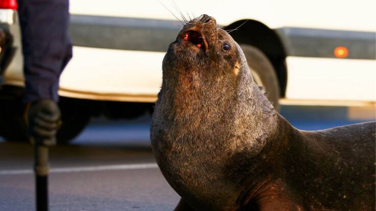 “Se pudo contener la hemorragia”: turista coreano es mordido por lobo marino en feria fluvial de Valdivia