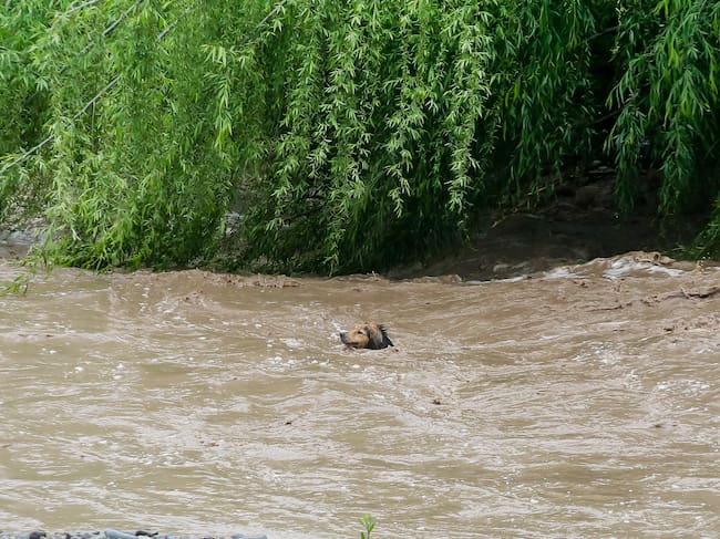 6 de octubre de 2026/SANTIAGO
Un perro se encuentra atrapado en el río mapocho, debido a la crecida del caudal, producto de las precipitaciones que se han registrado en las últimas horas.
FOTO: HANS SCOTT/AGENCUAUNO