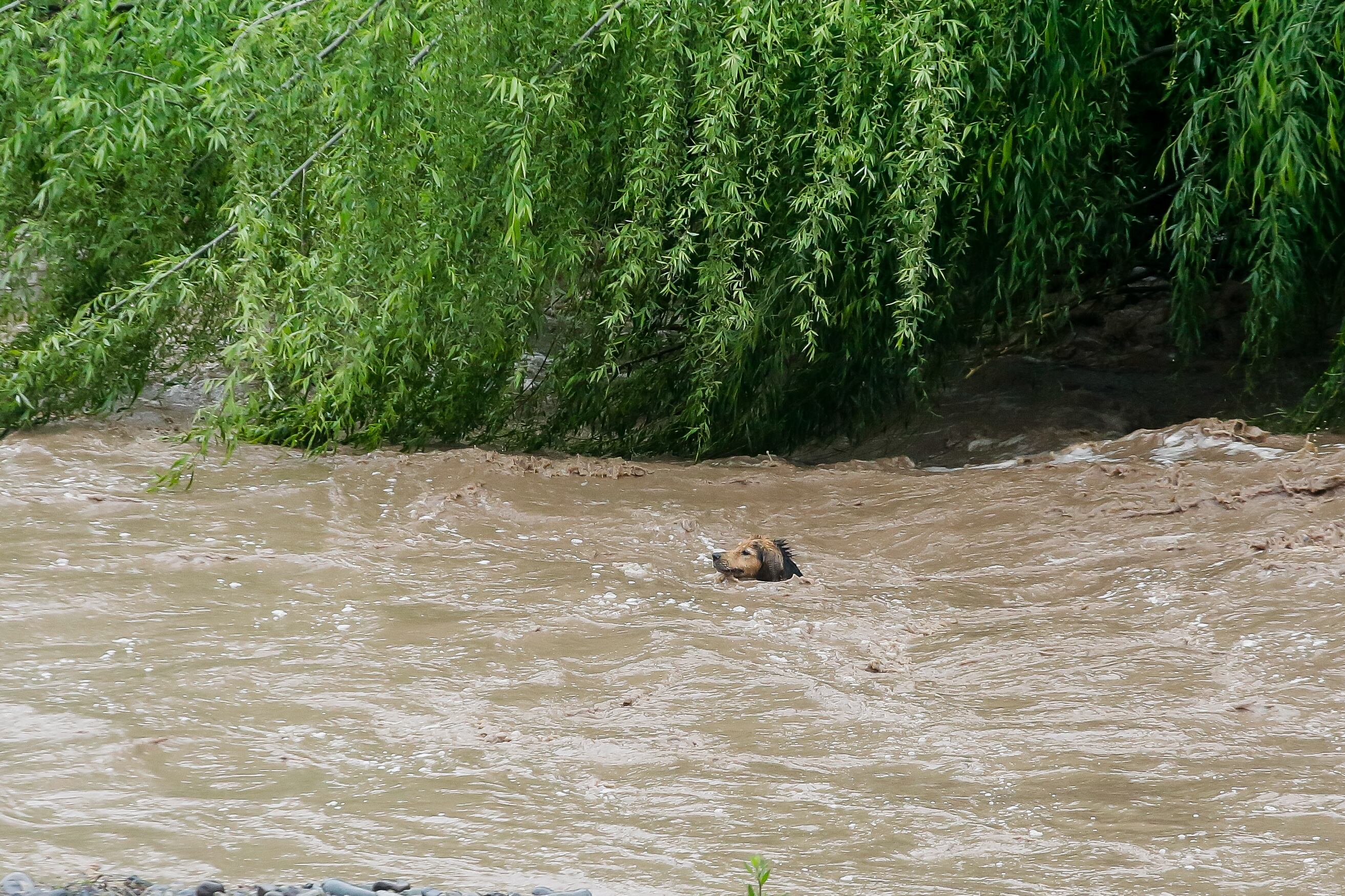 6 de octubre de 2026/SANTIAGO
Un perro se encuentra atrapado en el río mapocho, debido a la crecida del caudal, producto de las precipitaciones que se han registrado en las últimas horas.
FOTO: HANS SCOTT/AGENCUAUNO