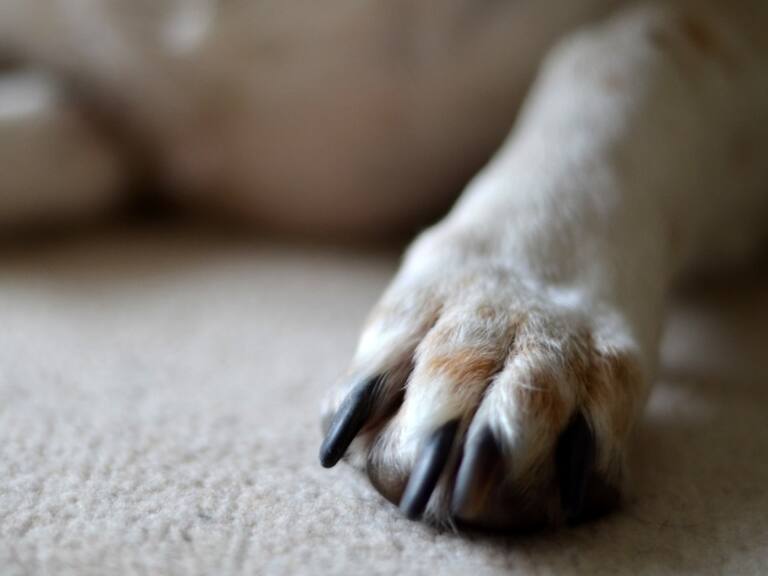 Caso de zoofilia en Maipú: Alcalde Tomás Vodanovic anuncia investigación tras denuncia de abuso sexual contra un perro