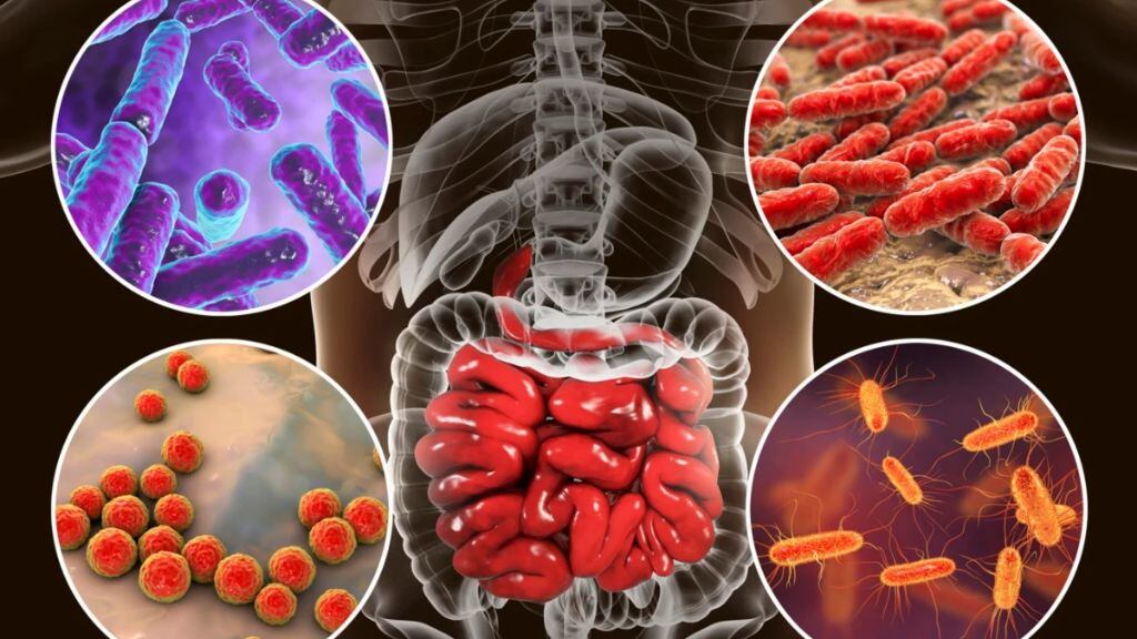 bacterias intestinales - microbioma
