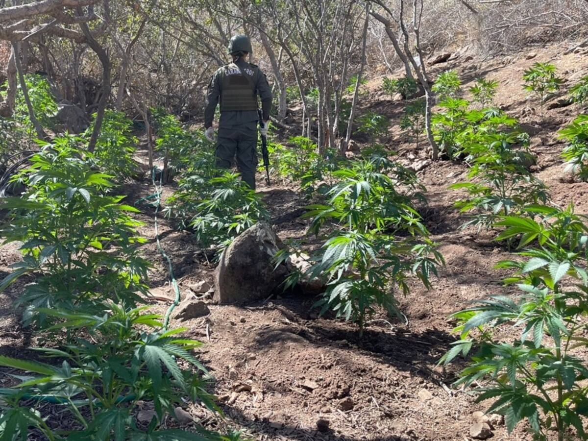 La Ligua: Carabineros incauta más de 5.600 plantas de marihuana escondidas en quebradas