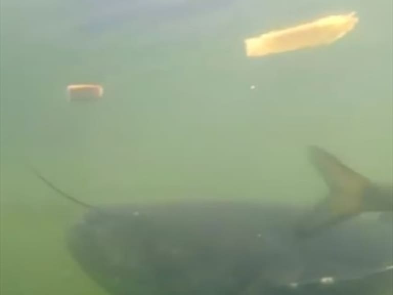 El sorprendente video que muestra a los peces «mutantes» de Chernobyl