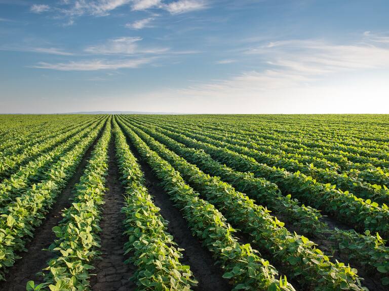 Soybean Field Rows in summer