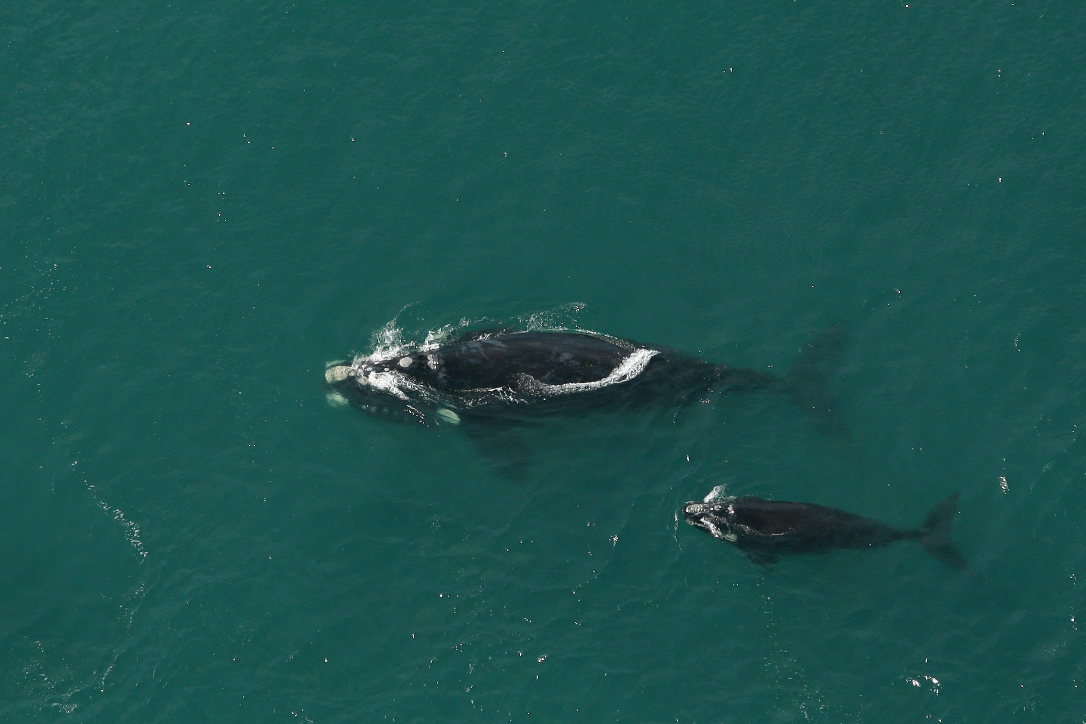 ballenas franca austral