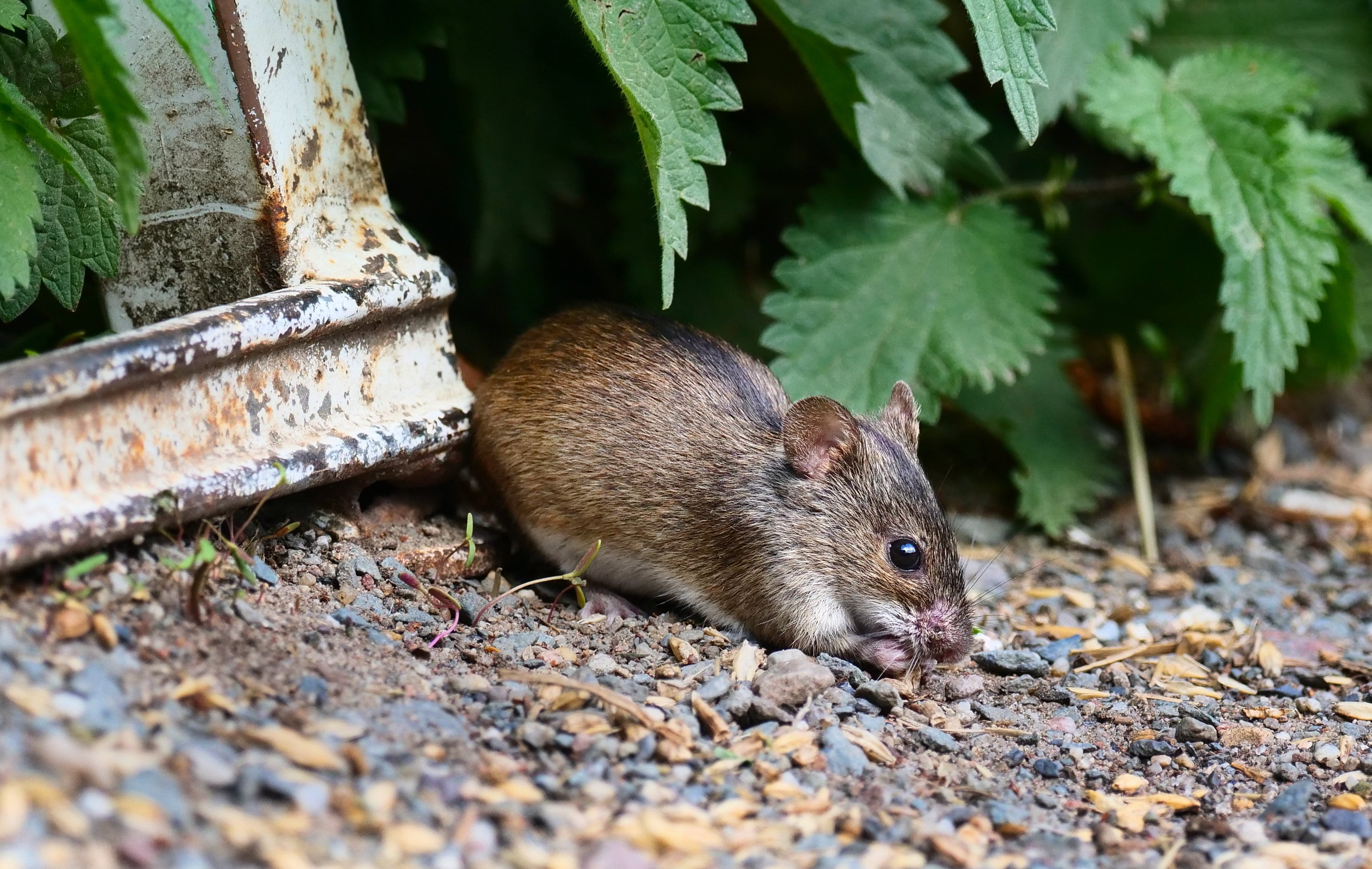 27 May 2022, Berlin: 27.05.2022, Berlin. A fire mouse (Apodemus agrarius) sits on the ground in a farm and eats grains, which have fallen down here, in front of a chicken coop. The species is easily recognized by the narrow black stripe on its back (eel line). The mouse is considered to be a vector of the hantavirus. Photo: Wolfram Steinberg/dpa Photo: Wolfram Steinberg/dpa (Photo by Wolfram Steinberg/picture alliance via Getty Images)