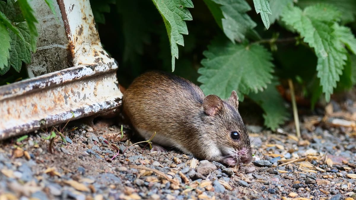 Pacientes con sospecha de hantavirus esperan traslado a Concepción: familia acusa demora por casi 48 horas