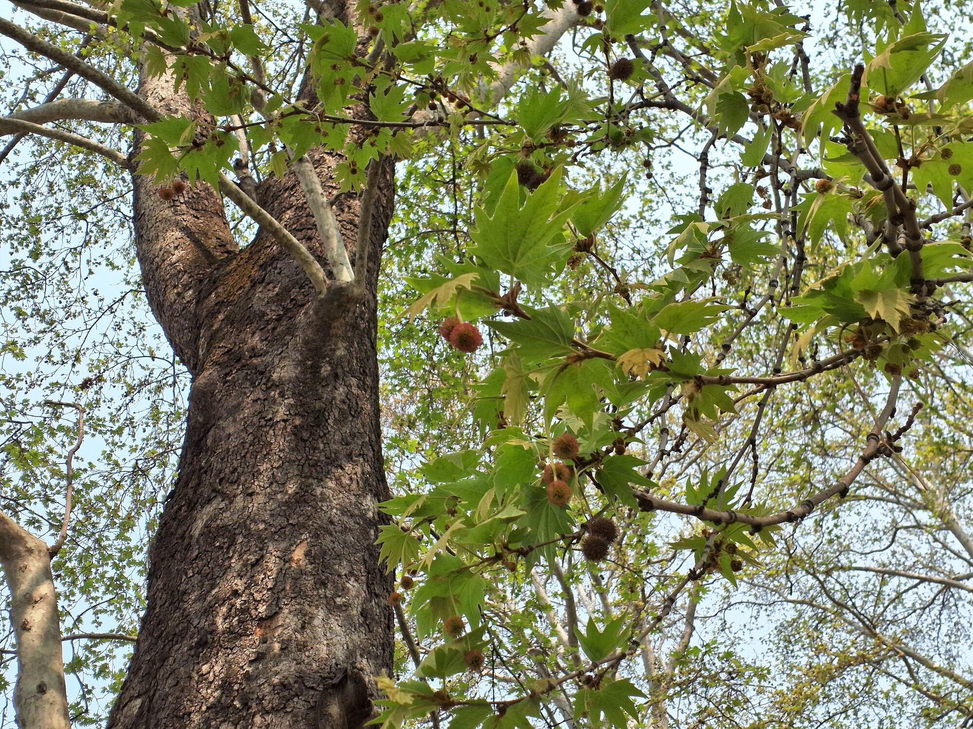 Platanus orientalis, Oriental plane, tree