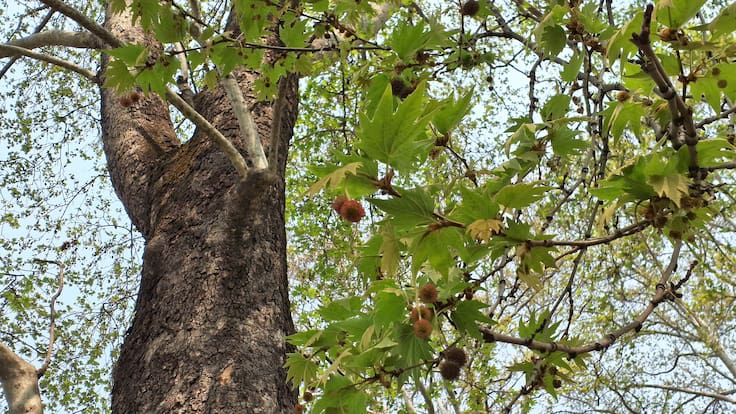 ¿Por qué están cortando plátanos orientales en Providencia? Municipio salió a dar explicaciones