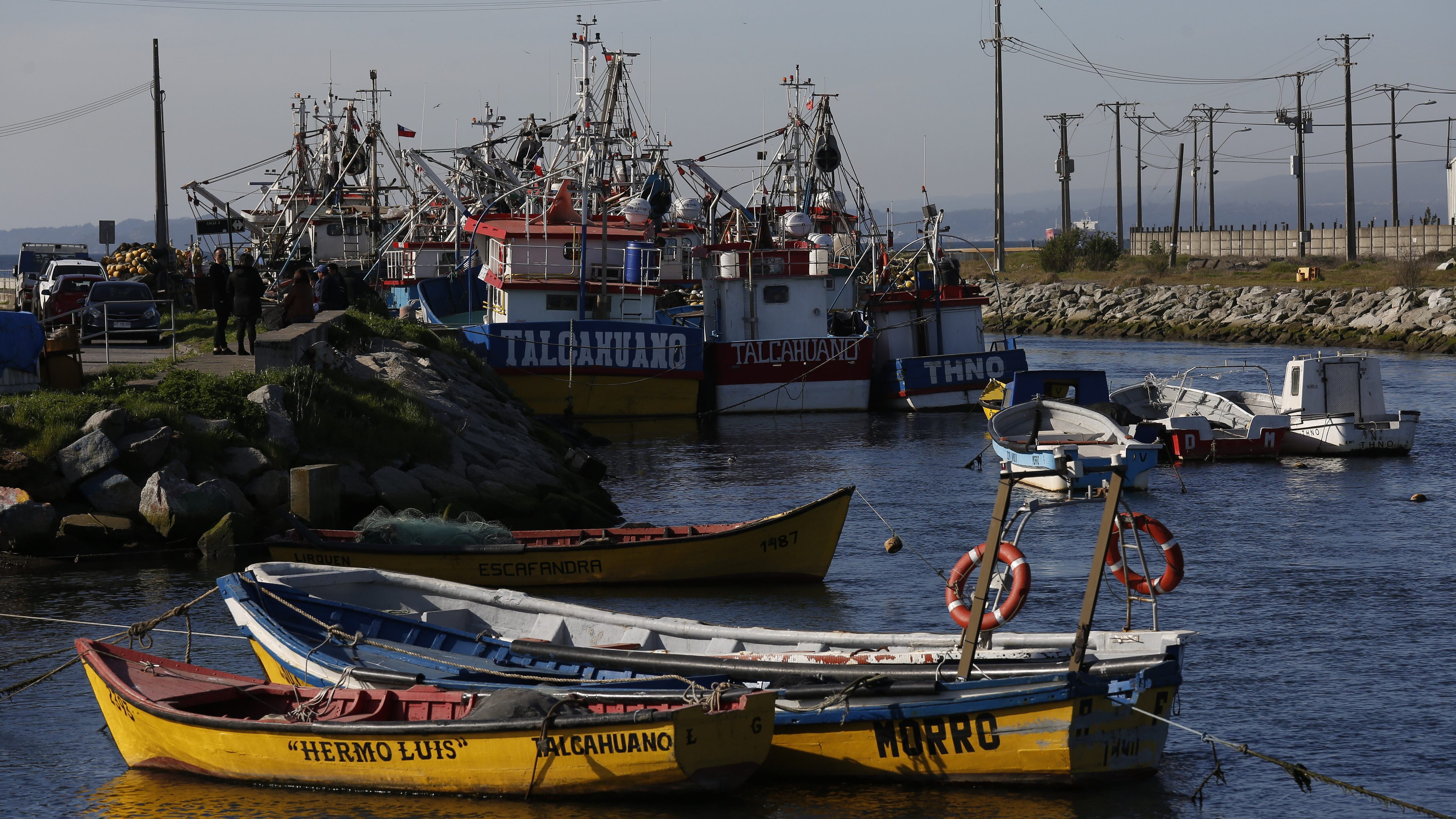 Tribunal Constitucional rechazó recurso y autorizó pesca artesanal de la jibia