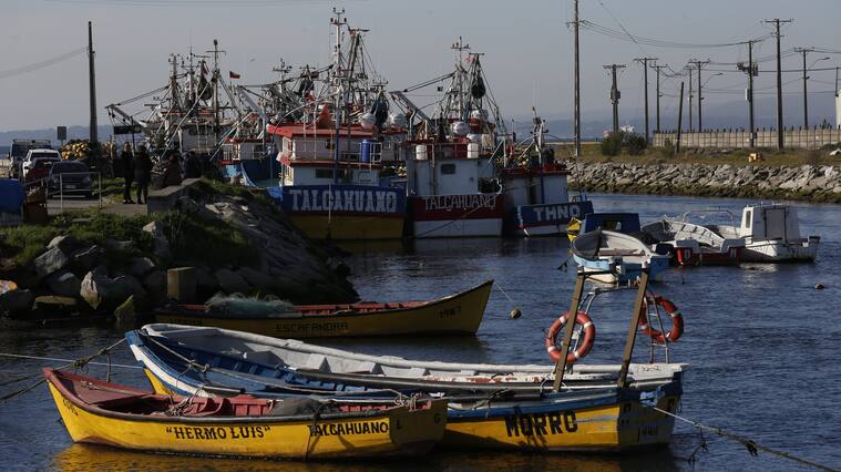 Tribunal Constitucional rechazó recurso y autorizó pesca artesanal de la jibia