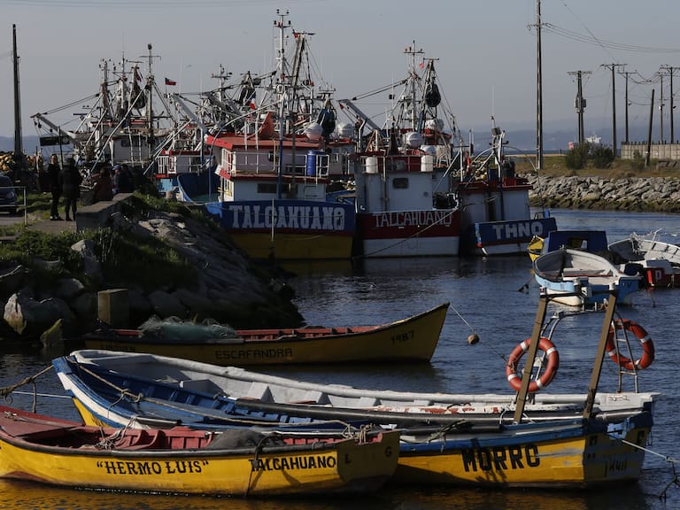 Tribunal Constitucional rechazó recurso y autorizó pesca artesanal de la jibia