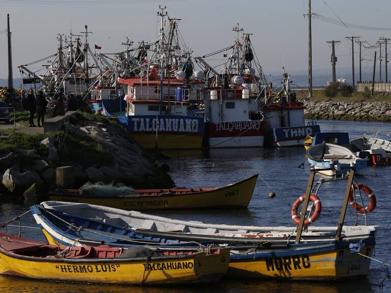Tribunal Constitucional rechazó recurso y autorizó pesca artesanal de la jibia