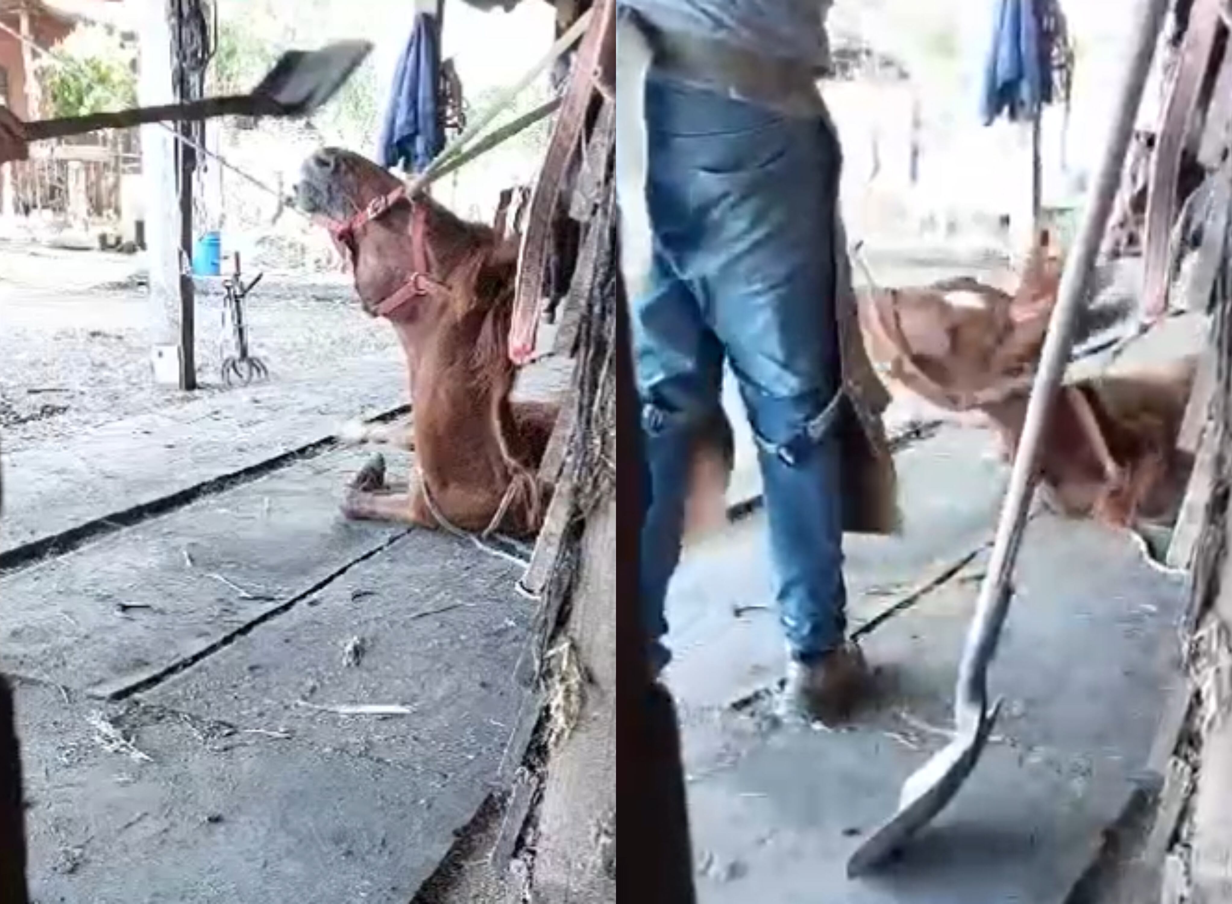 Capturas