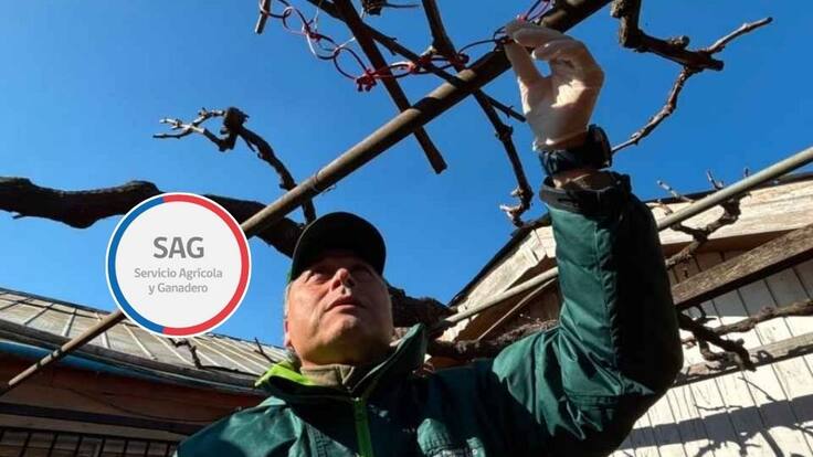 SAG instalará miles de “emisores de confusión sexual” para combatir peligrosa plaga: así funcionan los dispositivos