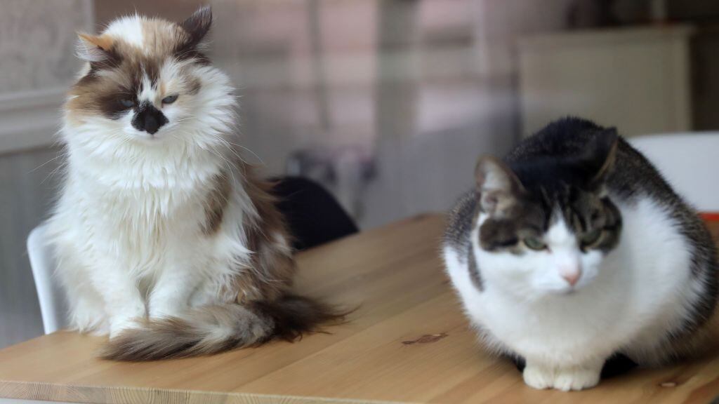 Dos gatos observan por una ventana en medio de la pandemia del Covid-19