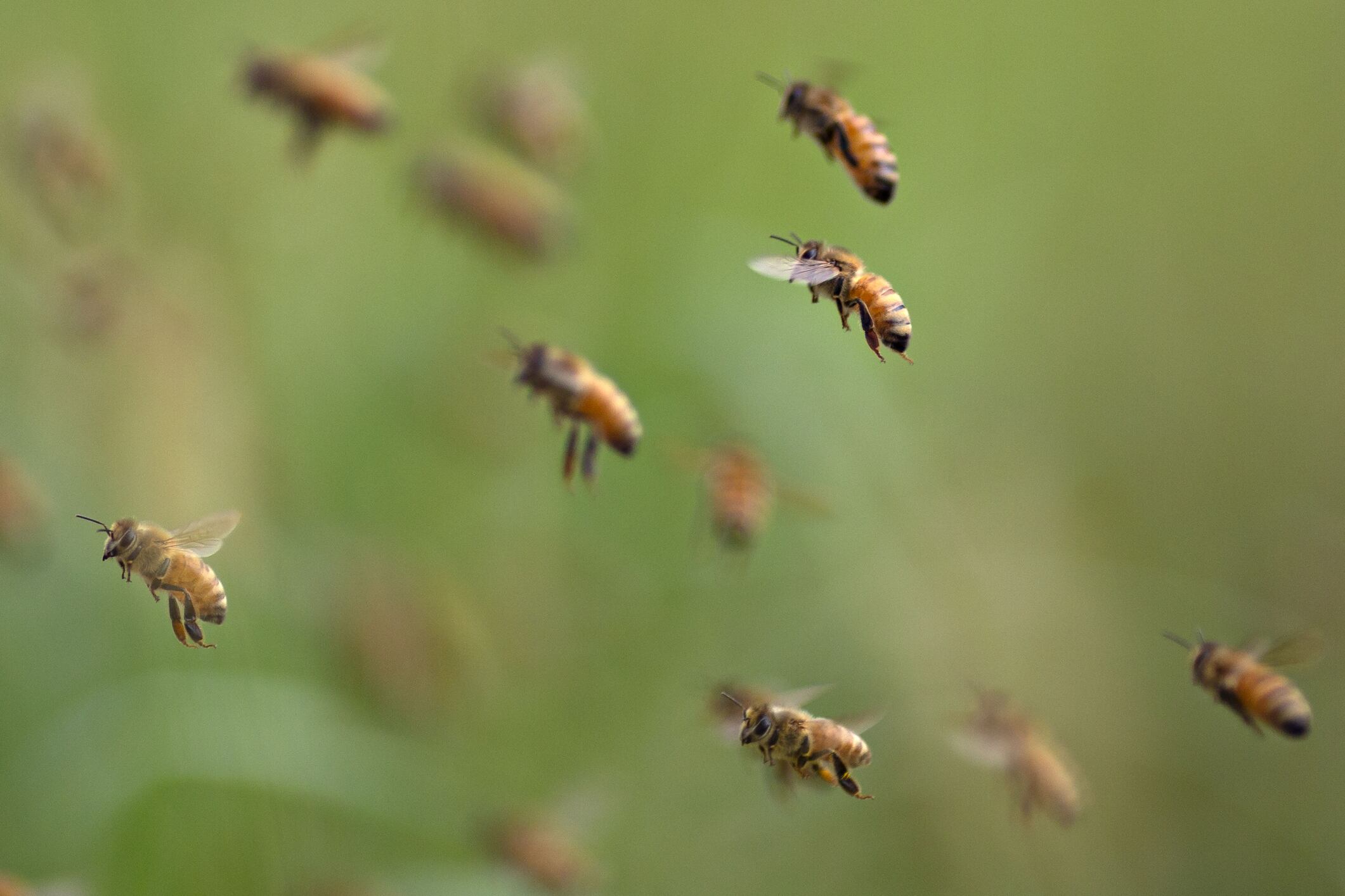Abejas