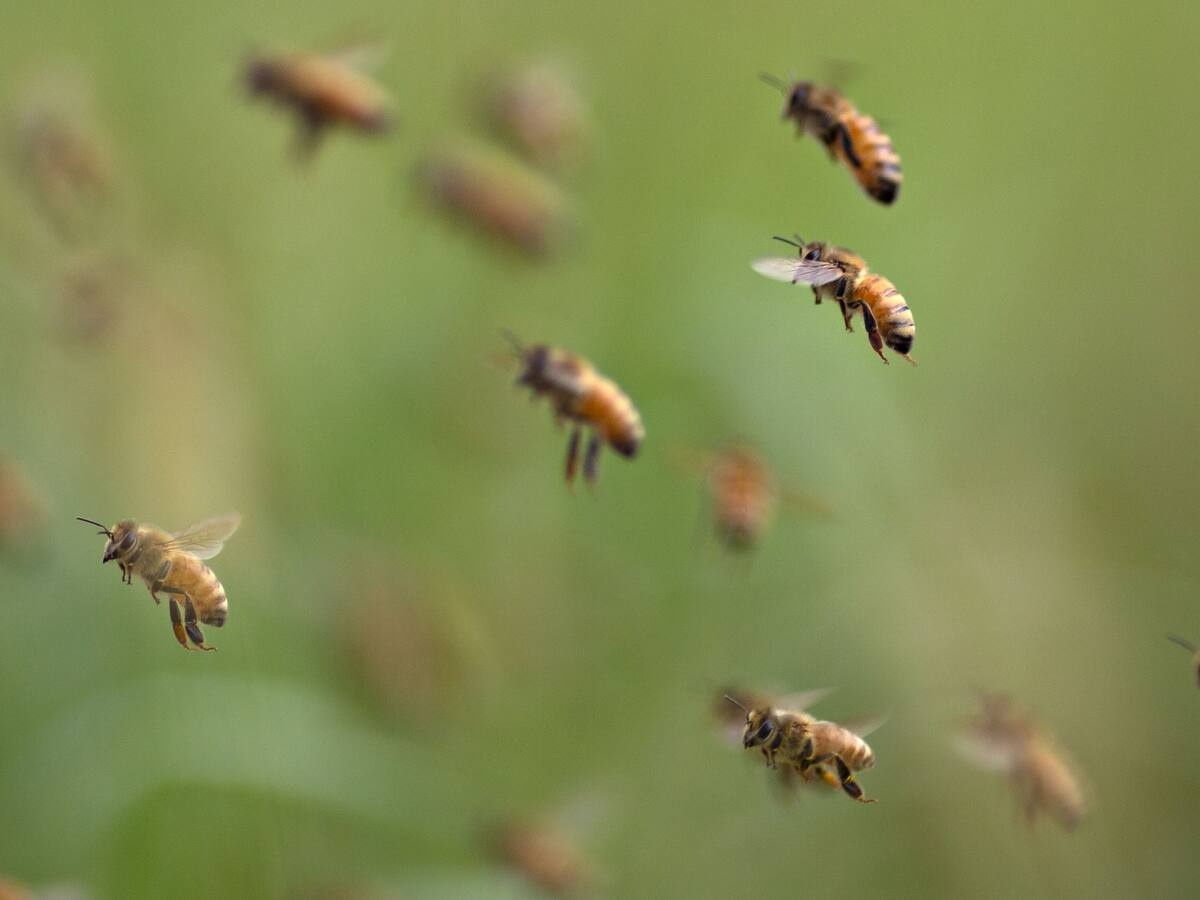 Cómo ayudar a anidar a las abejas: el sencillo gesto que puede marcar la diferencia