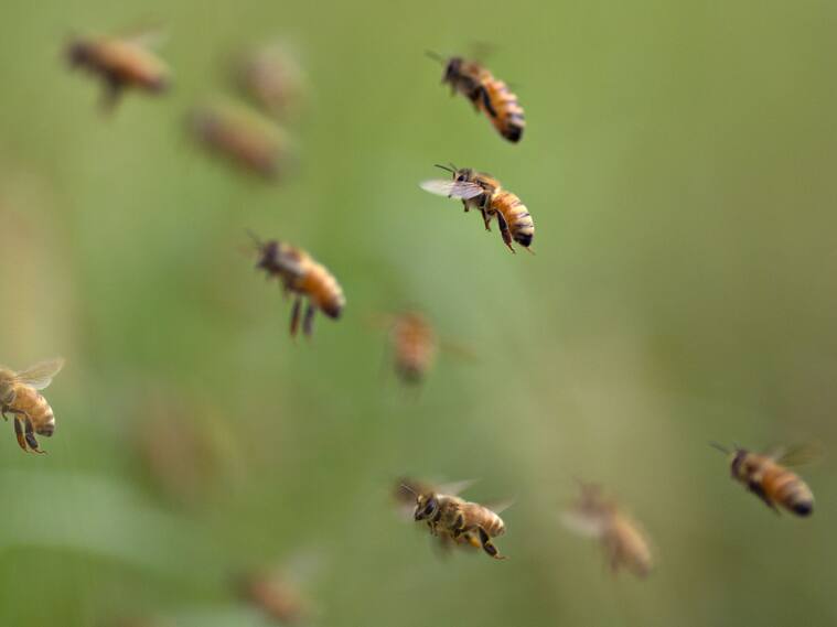 Abejas