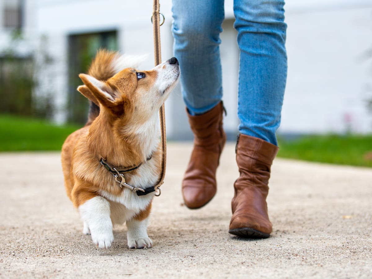 App chilena Dogin busca revolucionar el cuidado de mascotas y supera los 18.200 usuarios registrados