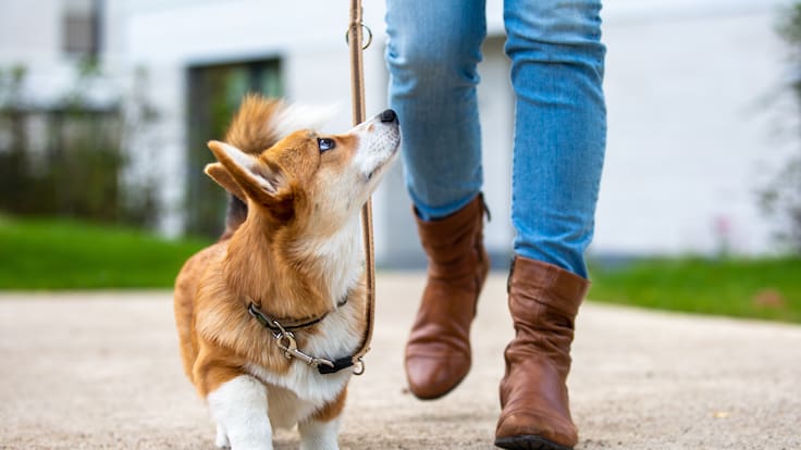 China lanza collar traductor para perros y gatos con un 95% de precisión: usa inteligencia artificial