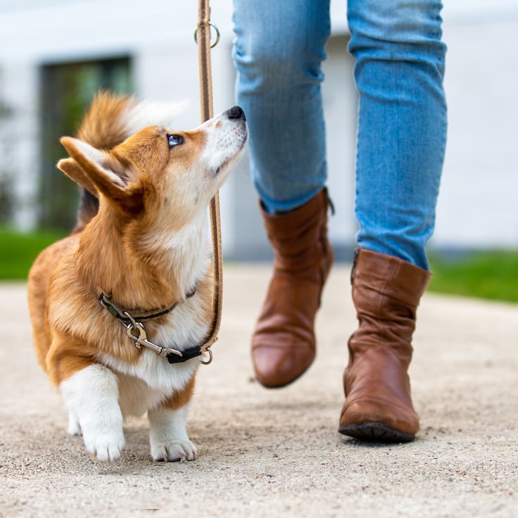 China lanza collar traductor para perros y gatos con un 95% de precisión: usa inteligencia artificial