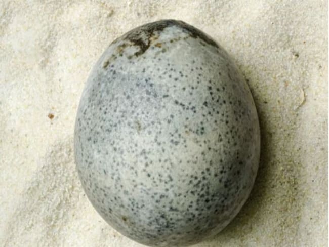 El descubrimiento de un huevo de 1700 años con su clara y yema sorprende al mundo científico