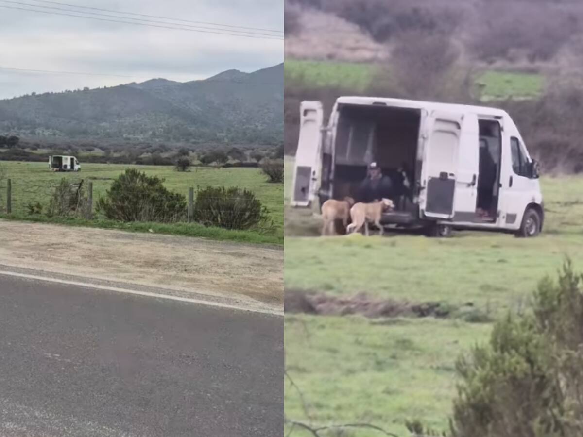 Denuncian que perros galgos fueron obligados a correr amarrados a un furgón en Casablanca